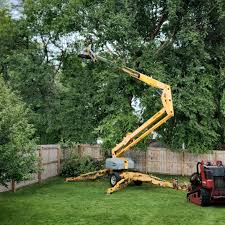 Reliable Wichita Falls, TX Tree Services Solutions
