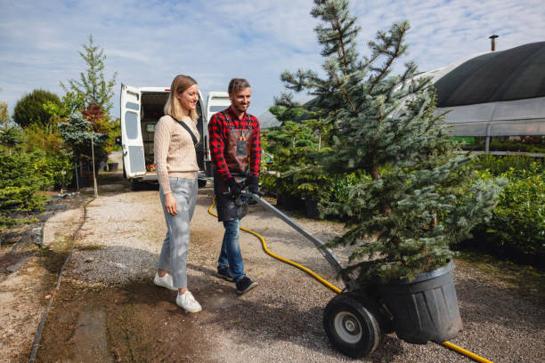 Best Tree Health Inspection  in Wichita Falls, TX