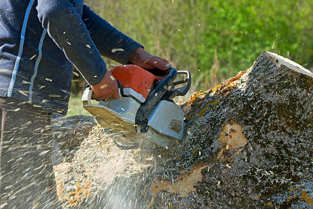 How Our Tree Care Process Works  in  Wichita Falls, TX