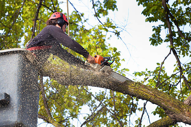 Reliable Wichita Falls, TX Tree Services Solutions