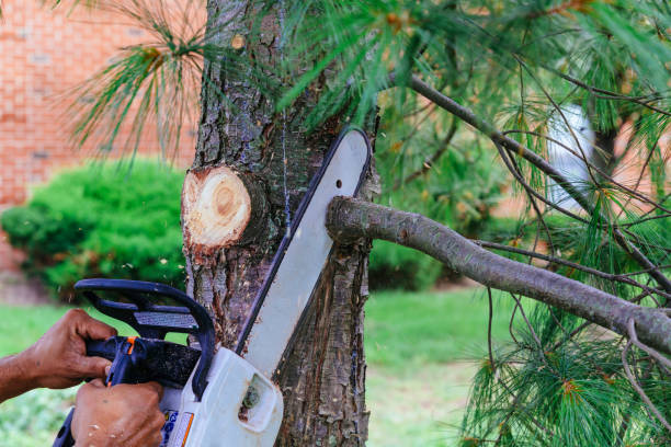 How Our Tree Care Process Works  in  Wichita Falls, TX